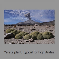 Yareta plant, typical for high Andes